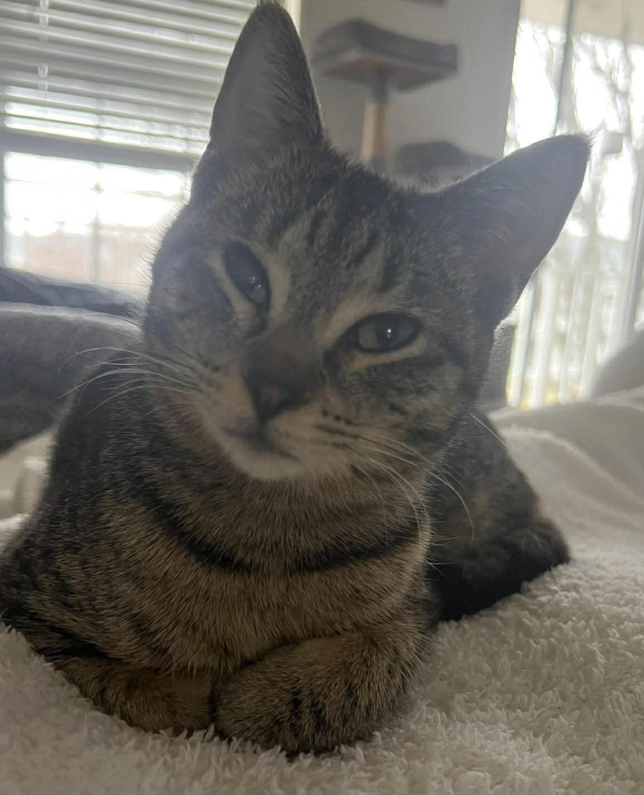 Lillian, Adoptable, Kitten Female Domestic Medium Hair.