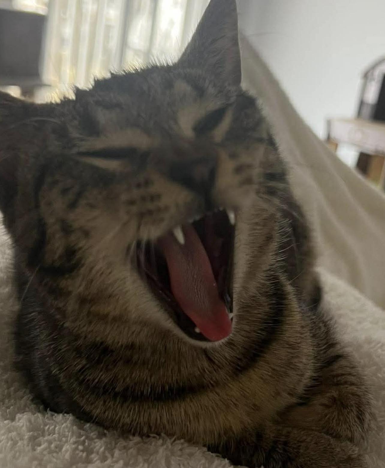 Enlarge Lillian, a Adoptable mixed breed in Lockport, IL image 2/6