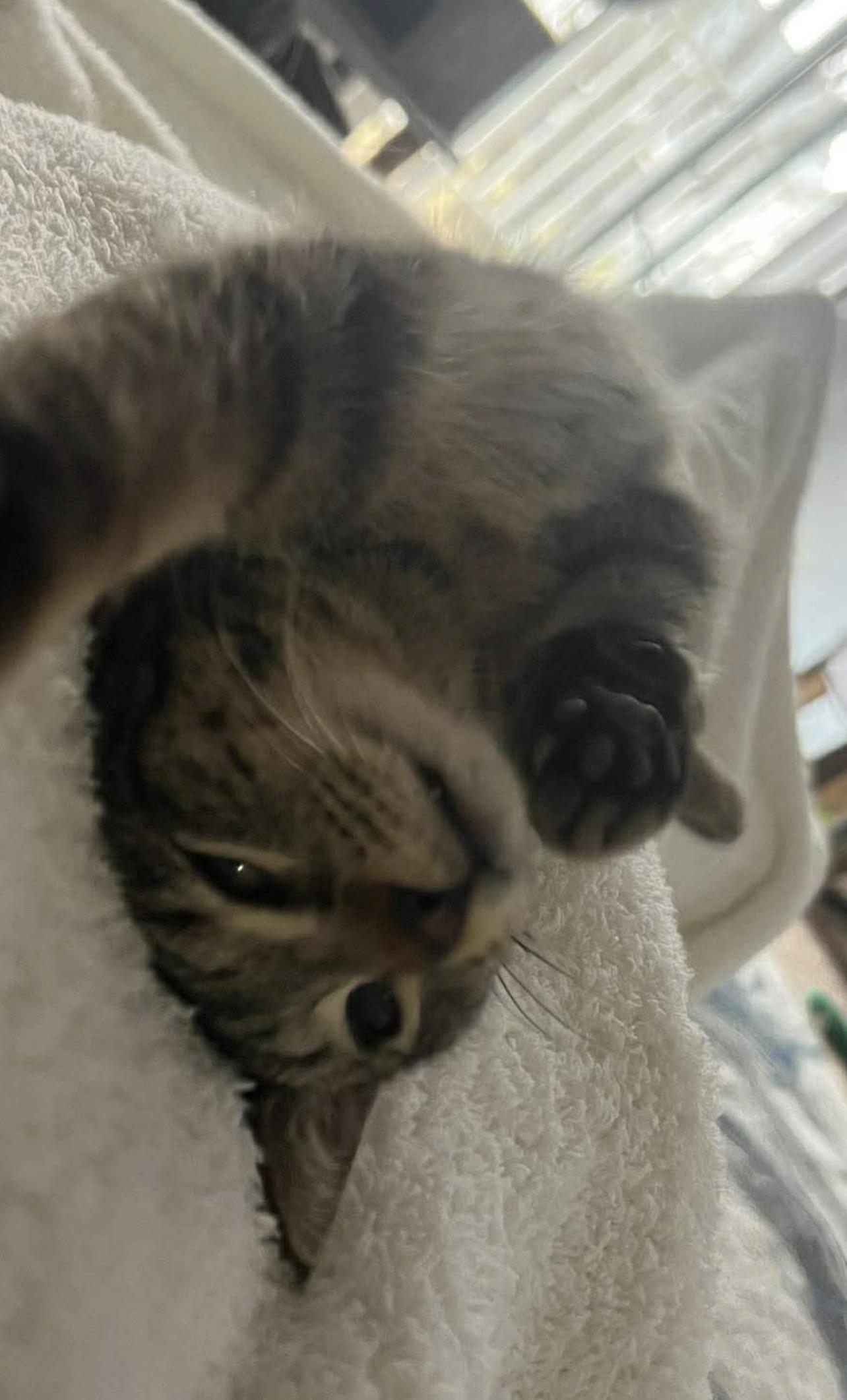 Enlarge Lillian, a Adoptable mixed breed in Lockport, IL image 3/6