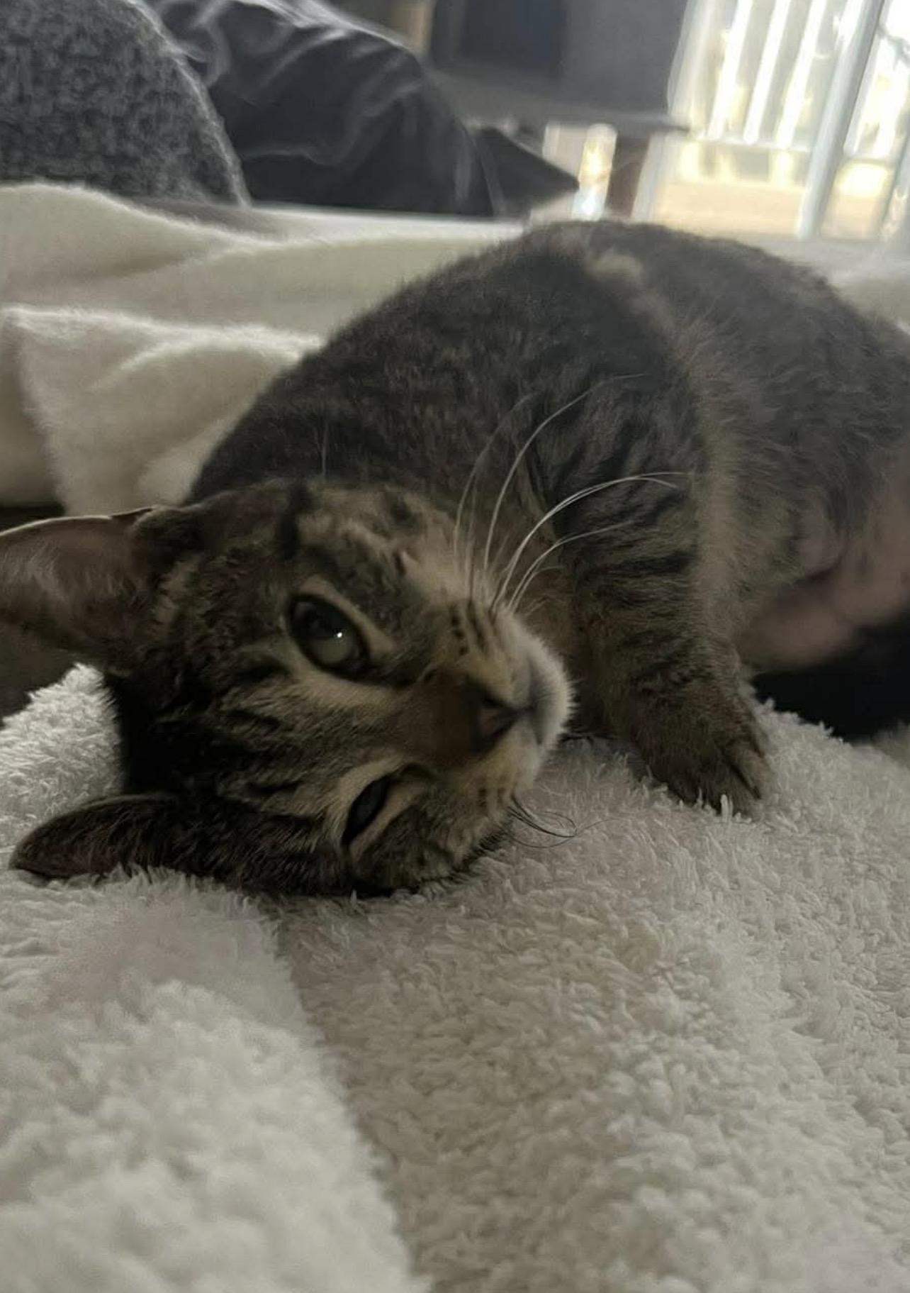 Enlarge Lillian, a Adoptable mixed breed in Lockport, IL image 4/6