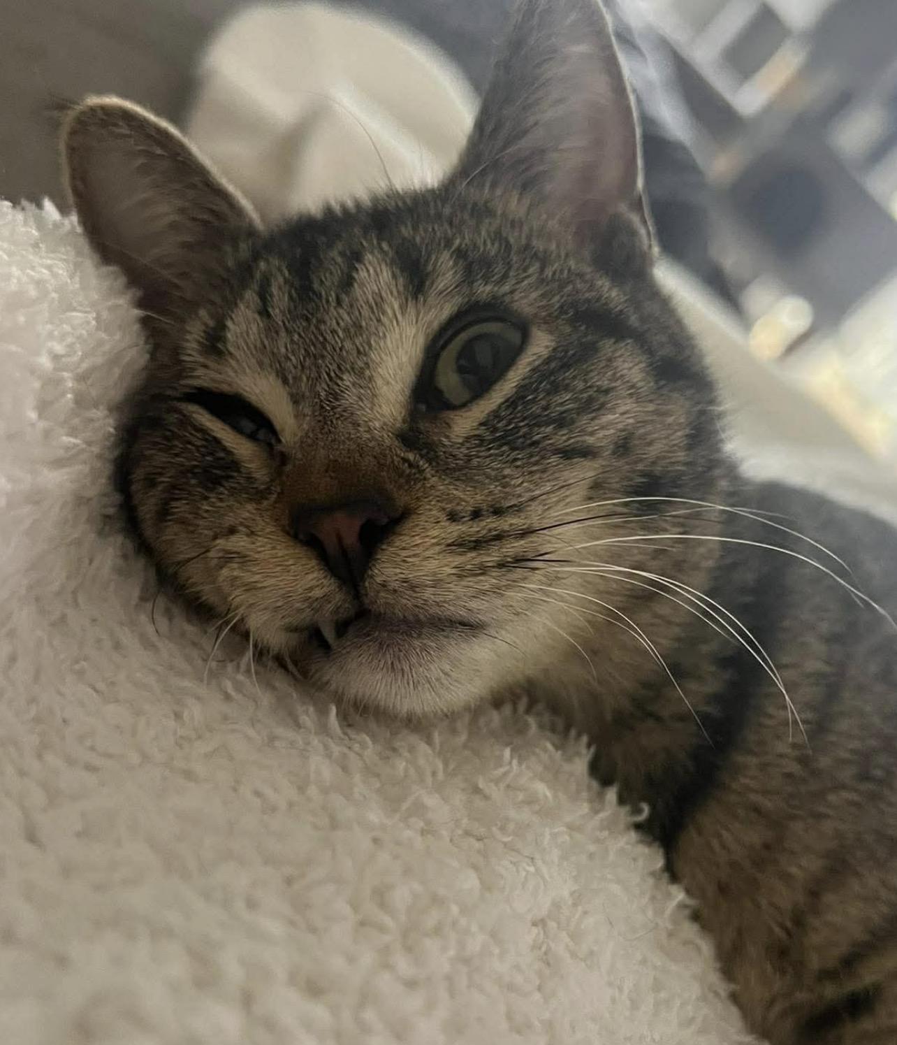 Enlarge Lillian, a Adoptable mixed breed in Lockport, IL image 5/6