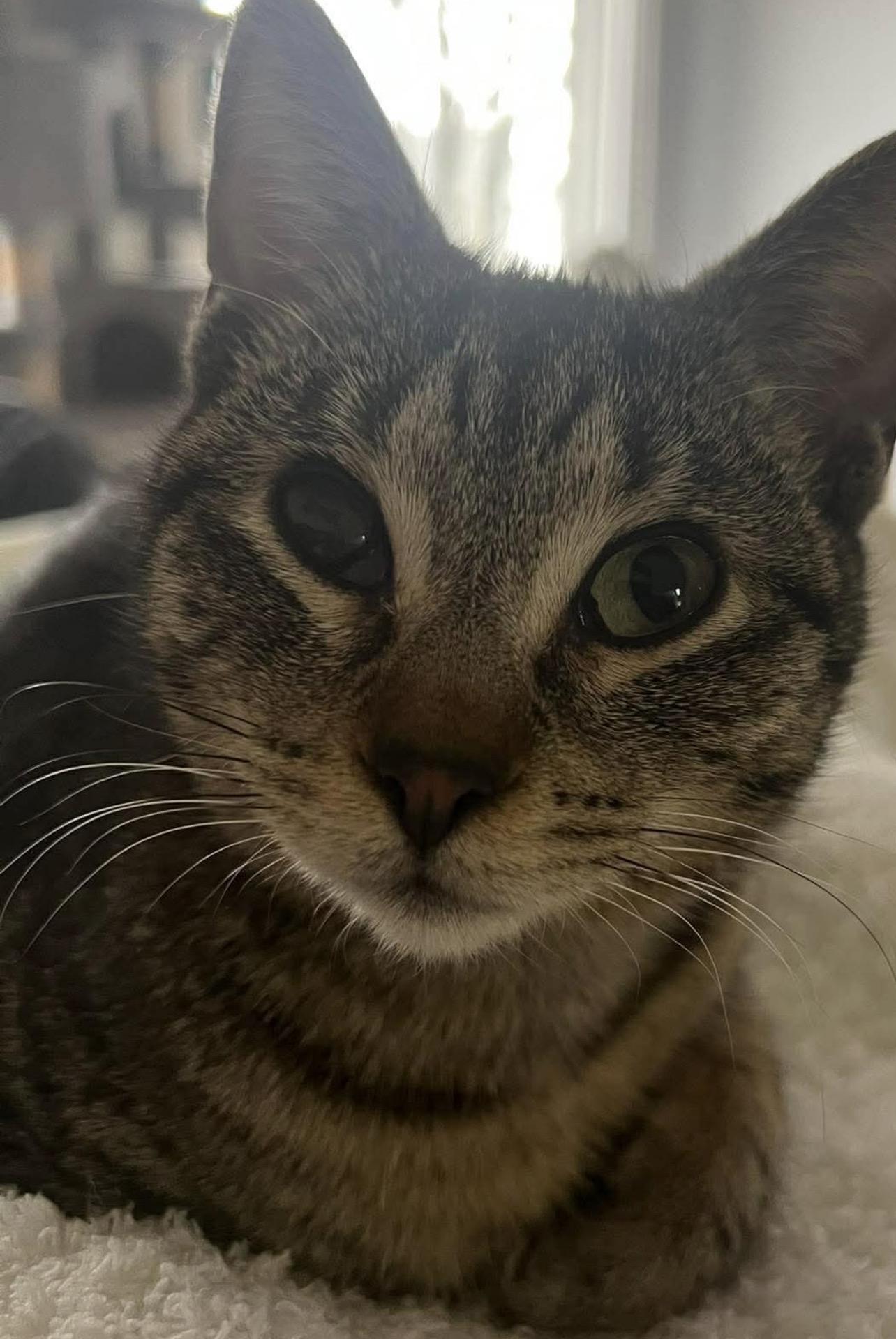 Enlarge Lillian, a Adoptable mixed breed in Lockport, IL image 6/6