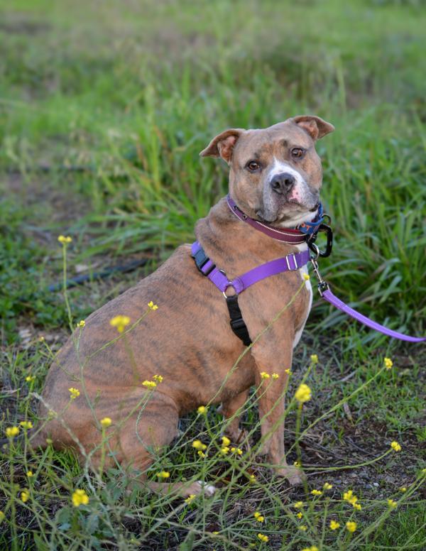 Sakura, Adoptable, Adult Female Pit Bull Terrier.