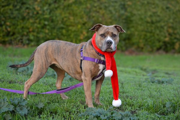 Enlarge Sakura, a Adoptable mixed breed in Vallejo, CA image 3/6