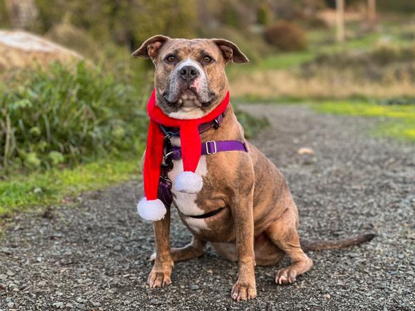 Enlarge Sakura, a Adoptable mixed breed in Vallejo, CA image 4/6