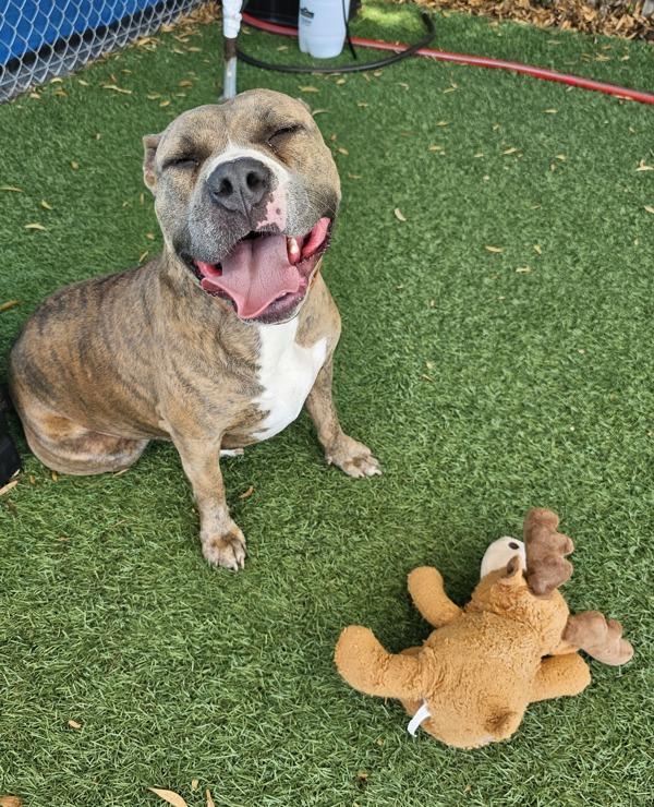 Enlarge Sakura, a Adoptable mixed breed in Vallejo, CA image 5/6