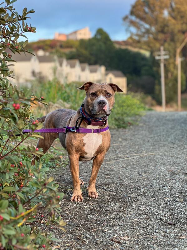 Enlarge Sakura, a Adoptable mixed breed in Vallejo, CA image 4/6