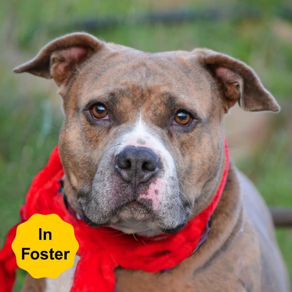 Enlarge Sakura, a Adoptable mixed breed in Vallejo, CA image 6/6