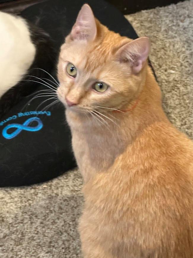 Campbell, an adopted Domestic Short Hair in Kalamazoo, MI image 3/3