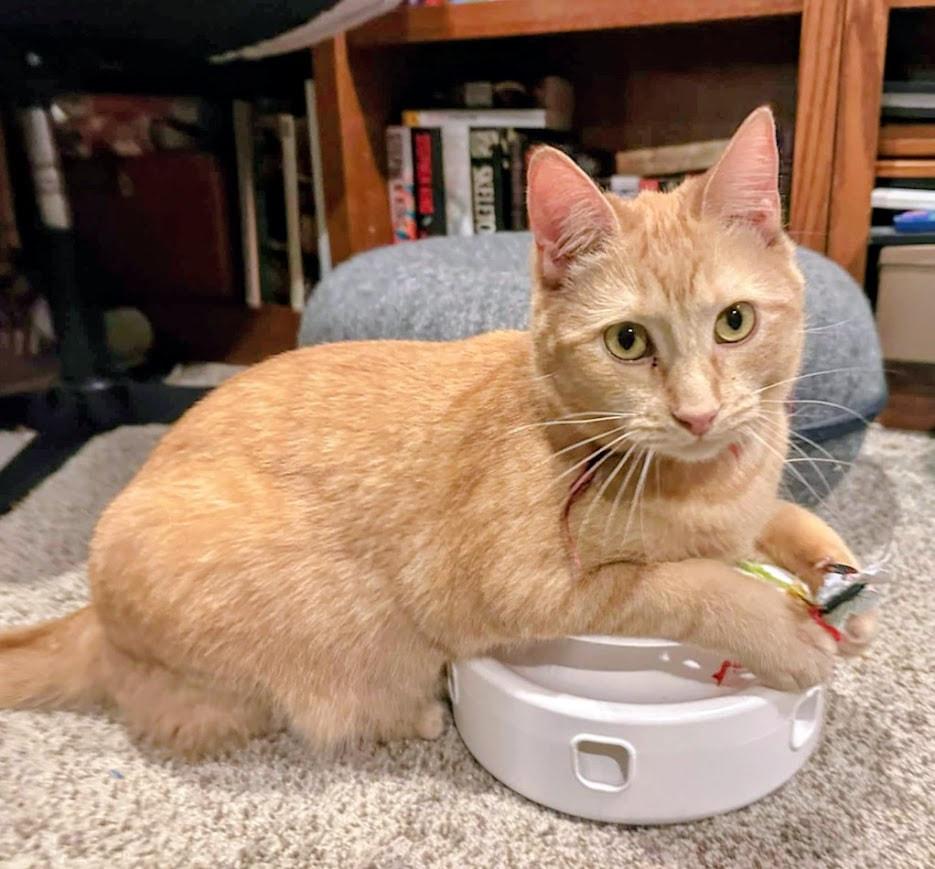 Campbell, an adopted Domestic Short Hair in Kalamazoo, MI image 2/3