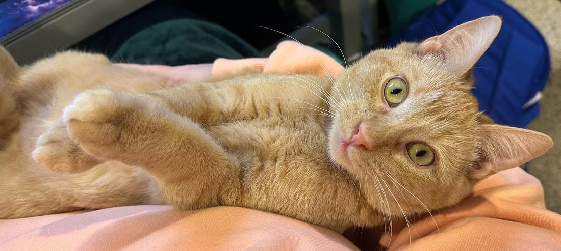 Campbell, adopted, Kitten Female Domestic Short Hair.
