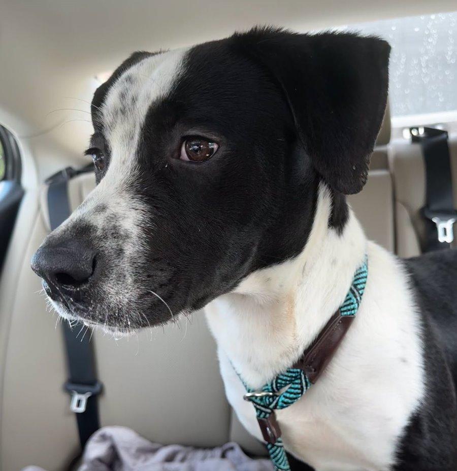 Gelato, a Adoptable mixed breed in Carrollton, GA image 1/3