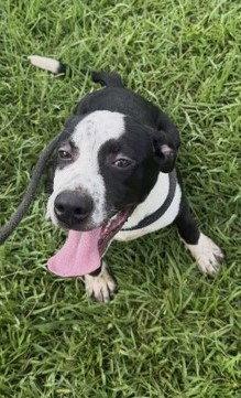 Gelato, a Adoptable mixed breed in Carrollton, GA image 2/3