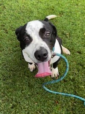 Gelato, a Adoptable mixed breed in Carrollton, GA image 3/3