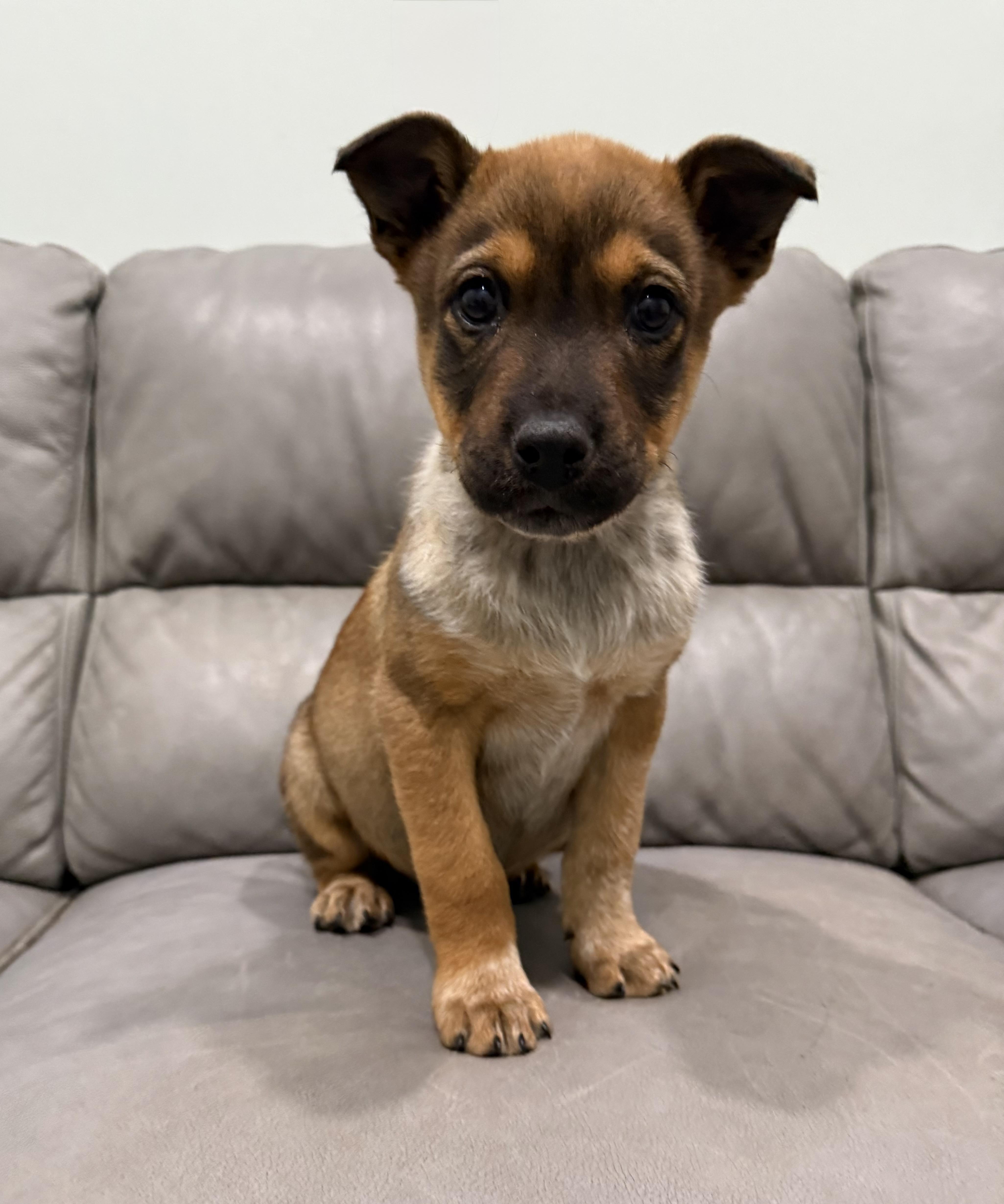 Puppies photo