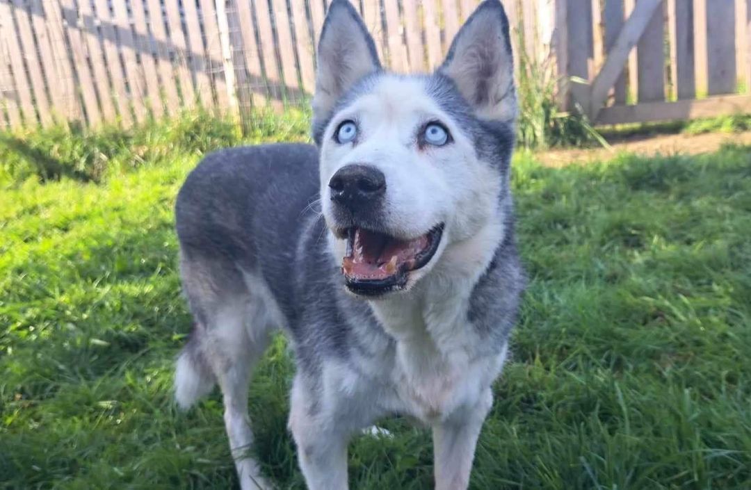 Lulu, Adopted, Senior Female Alaskan Malamute.
