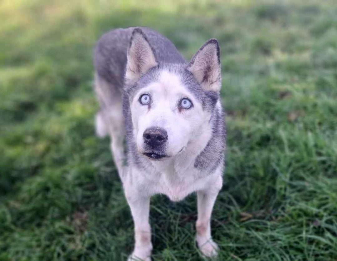 Enlarge Lulu, a Adopted Alaskan Malamute in Westmount, QC image 2/6