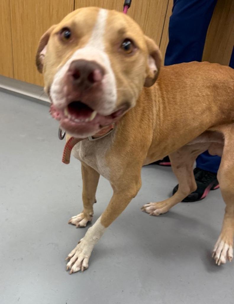 Marlow, Adoptable, Young Male Pit Bull Terrier.
