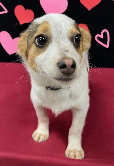 Rusty (fka Bass), an adoptable Shih Tzu, Chihuahua in Neillsville, WI, 54456 | Photo Image 3