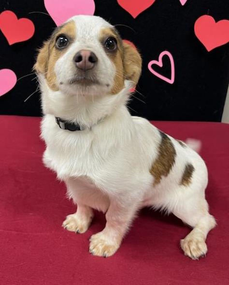 Rusty (fka Bass), an adoptable Shih Tzu, Chihuahua in Neillsville, WI, 54456 | Photo Image 4