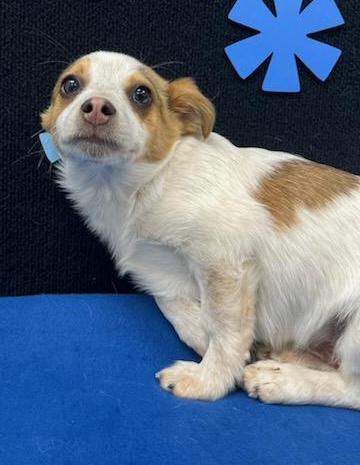 Rusty (fka Bass), an adoptable Shih Tzu, Chihuahua in Neillsville, WI, 54456 | Photo Image 6