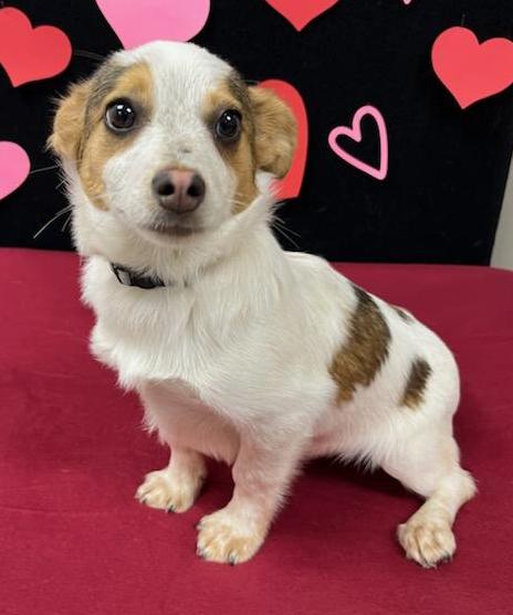 Rusty (fka Bass), an adoptable Shih Tzu, Chihuahua in Neillsville, WI, 54456 | Photo Image 1