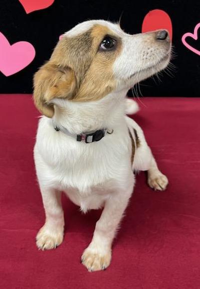 Rusty (fka Bass), an adoptable Shih Tzu, Chihuahua in Neillsville, WI, 54456 | Photo Image 2