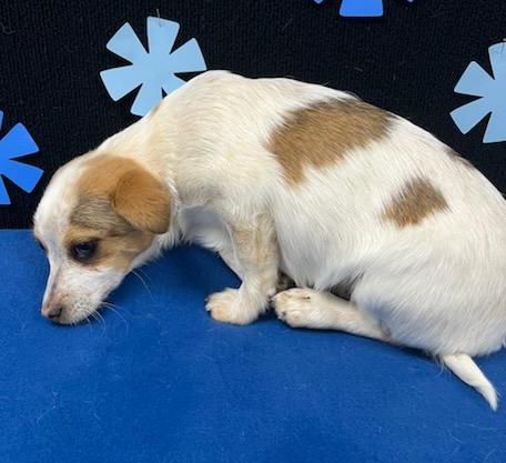 Rusty (fka Bass), an adoptable Shih Tzu, Chihuahua in Neillsville, WI, 54456 | Photo Image 5