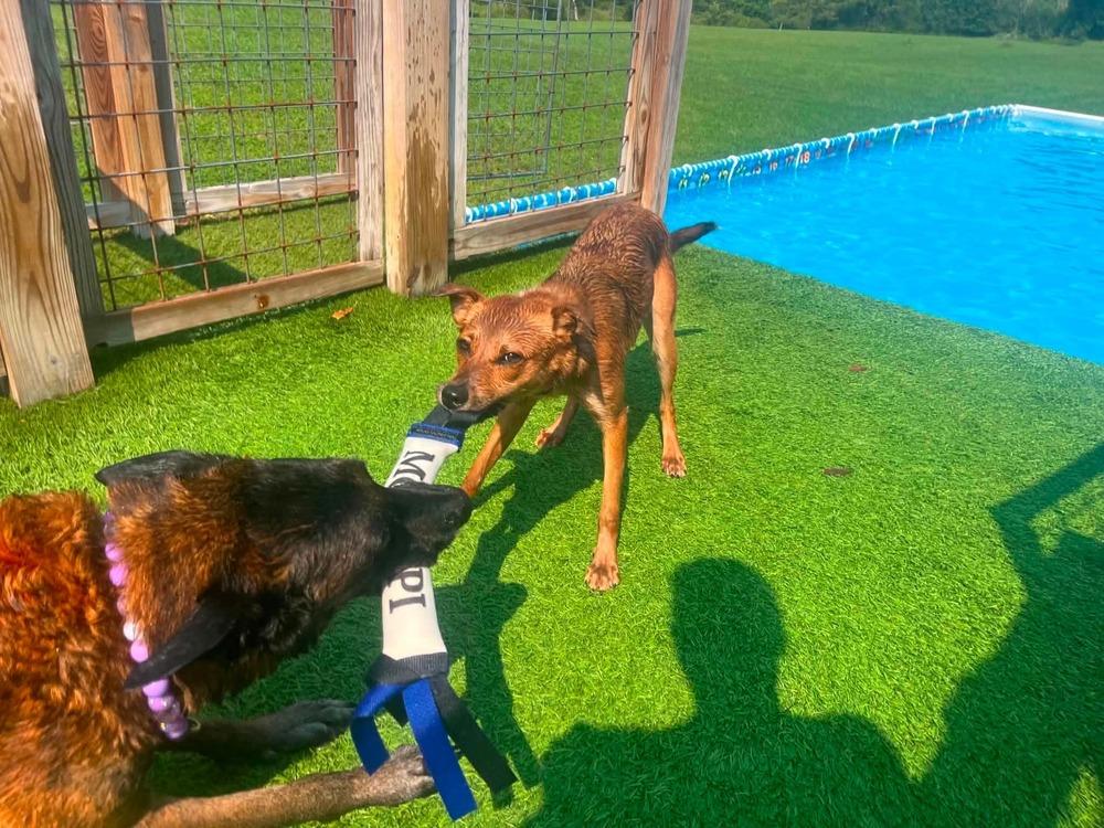 Ginger, Adoptable, Puppy Female Mixed Breed & Cattle Dog.