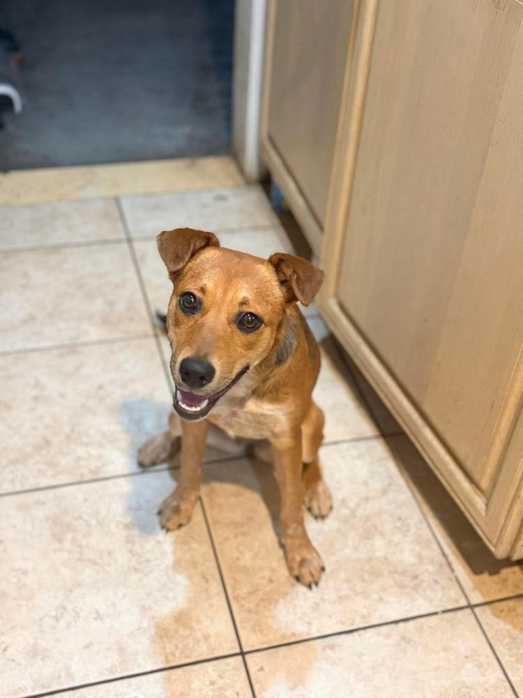 Ginger, a Adoptable mixed breed in Valley Stream, NY image 1/6