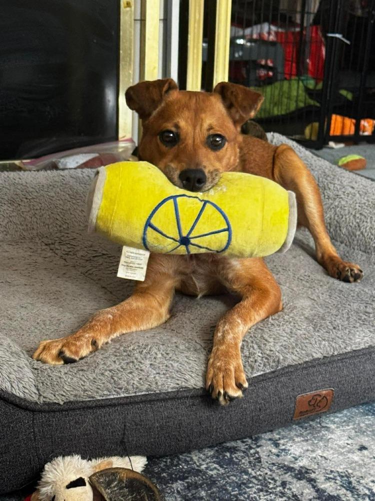 Ginger, a Adoptable mixed breed in Valley Stream, NY image 1/6