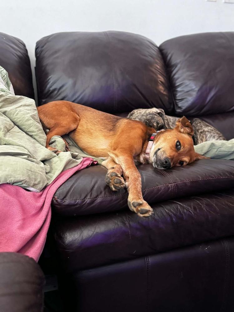 Ginger, a Adoptable mixed breed in Valley Stream, NY image 2/6