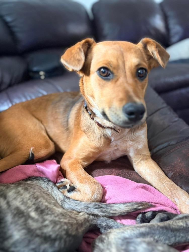 Enlarge Ginger, a Adoptable mixed breed in Valley Stream, NY image 4/6