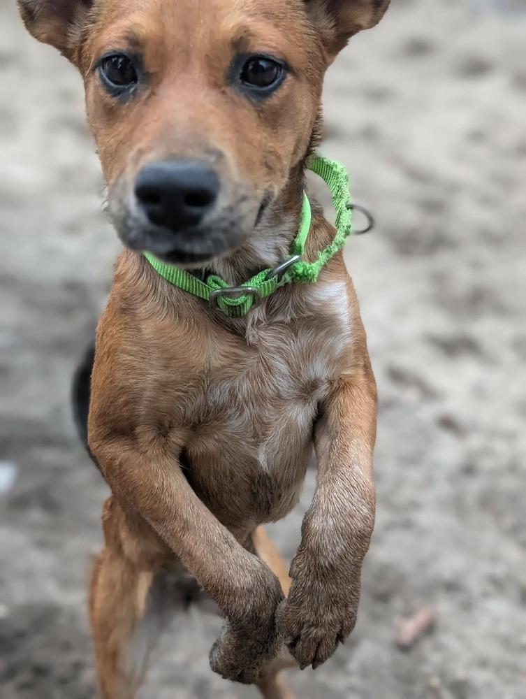 Enlarge Ginger, a Adoptable mixed breed in Valley Stream, NY image 2/6