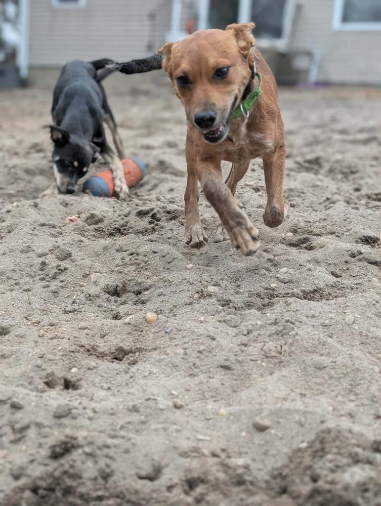 Enlarge Ginger, a Adoptable mixed breed in Valley Stream, NY image 3/6