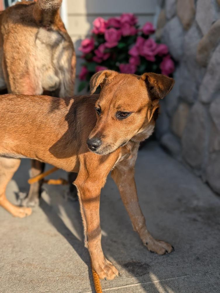 Enlarge Ginger, a Adoptable mixed breed in Valley Stream, NY image 4/6