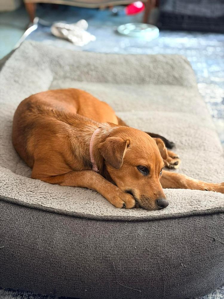 Ginger, a Adoptable mixed breed in Valley Stream, NY image 4/6