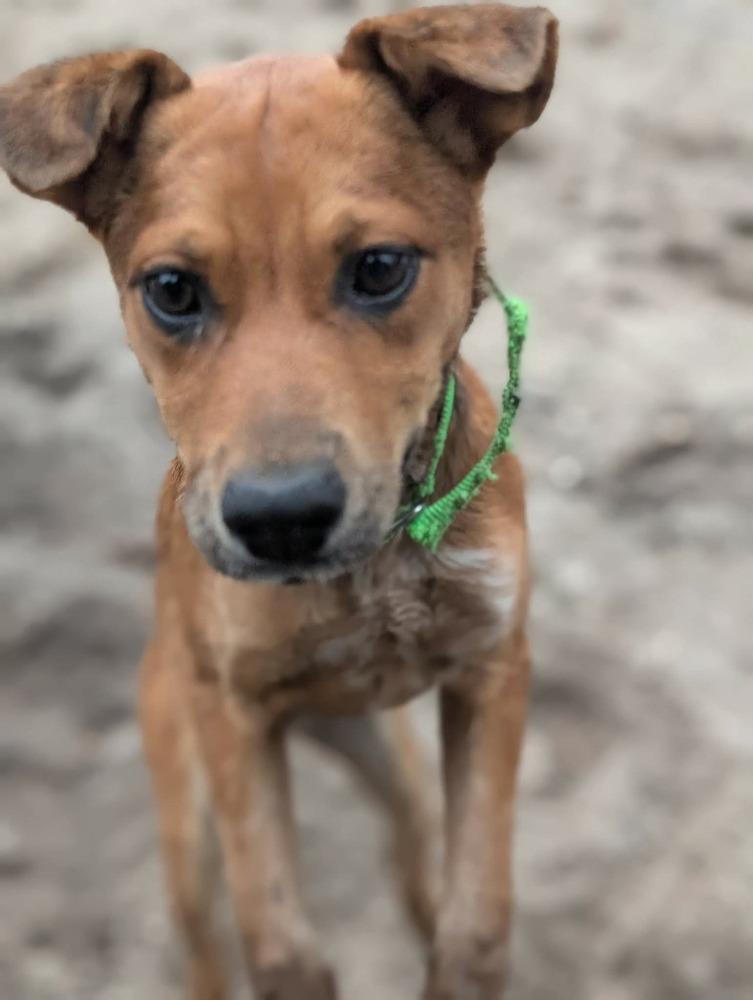 Enlarge Ginger, a Adoptable mixed breed in Valley Stream, NY image 5/6