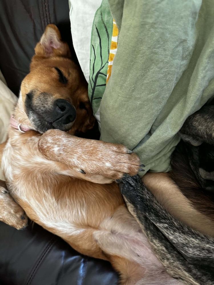 Ginger, a Adoptable mixed breed in Valley Stream, NY image 5/6