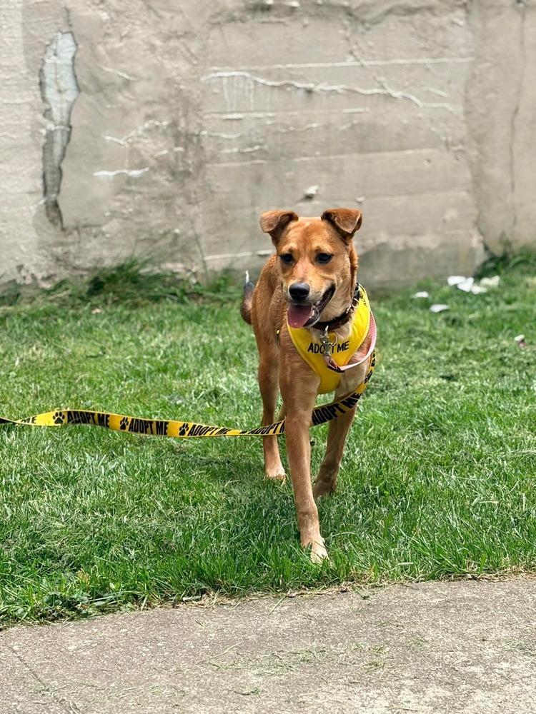 Enlarge Ginger, a Adoptable mixed breed in Valley Stream, NY image 6/6