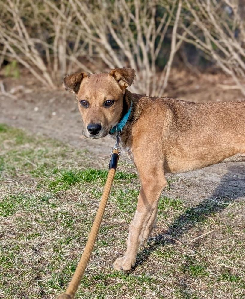 Enlarge Ginger, a Adoptable mixed breed in Valley Stream, NY image 6/6