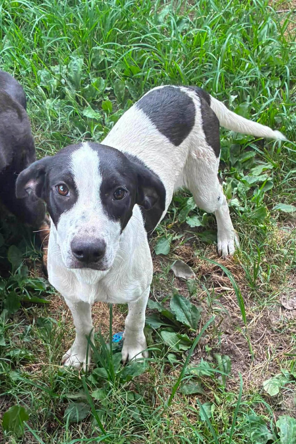 Mary, ADOPTABLE, Young Female Hound.