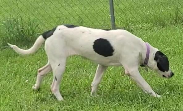 Mary, a ADOPTABLE mixed breed in Elizabeth, IL image 3/4