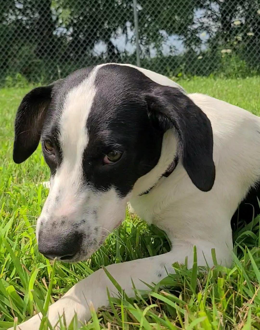 Mary, a ADOPTABLE mixed breed in Elizabeth, IL image 2/4