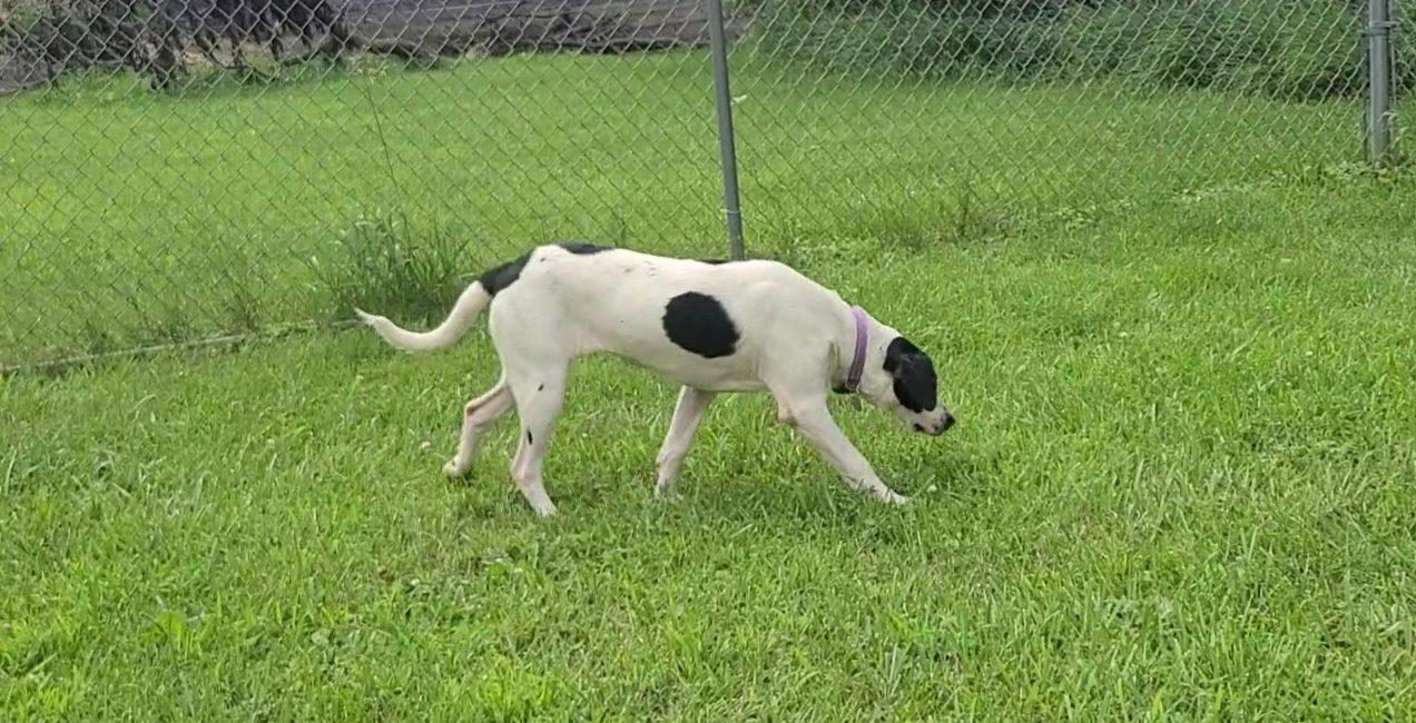 Mary, a ADOPTABLE mixed breed in Elizabeth, IL image 4/4