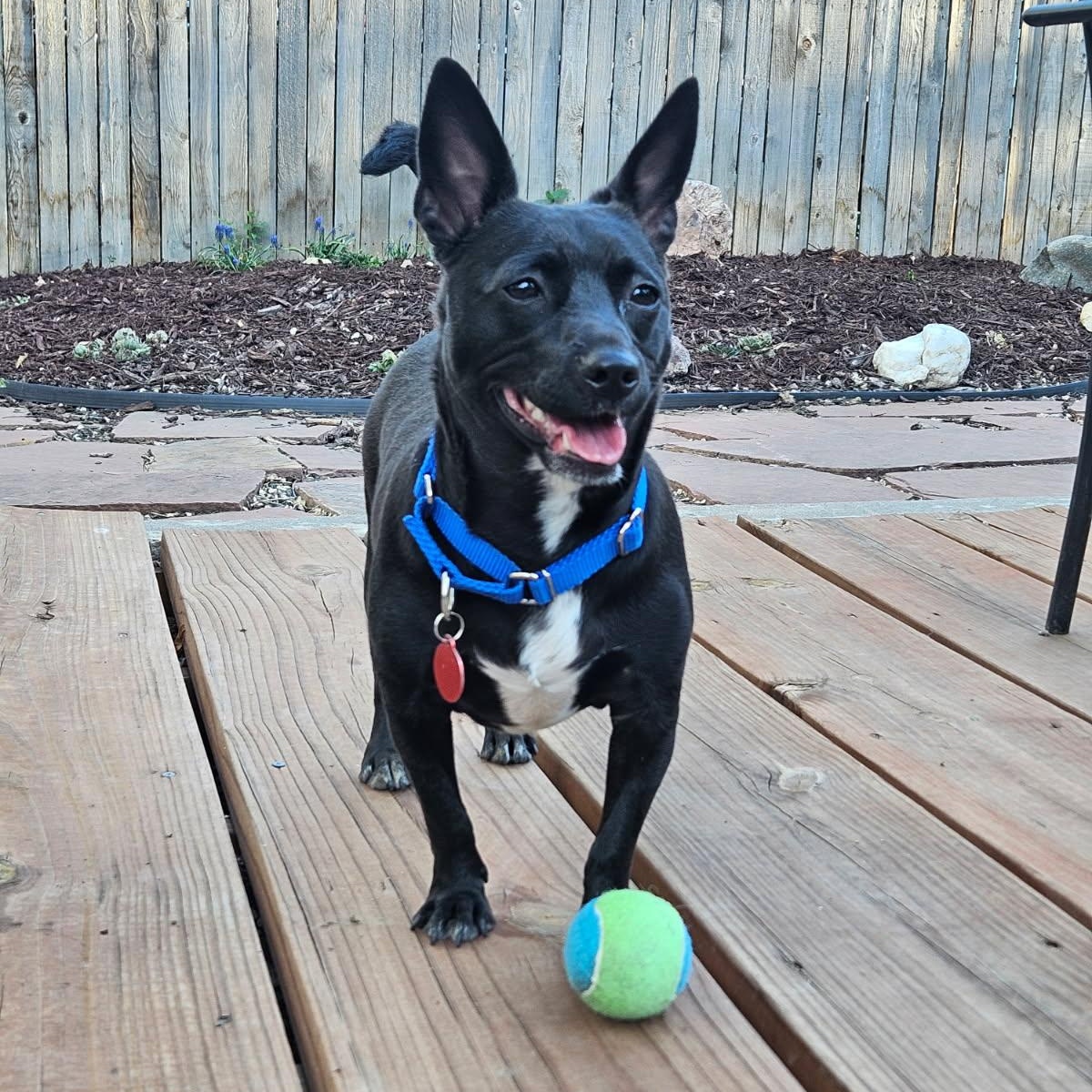 Enlarge Shakira, a ADOPTABLE mixed breed in Fort Collins, CO image 3/6