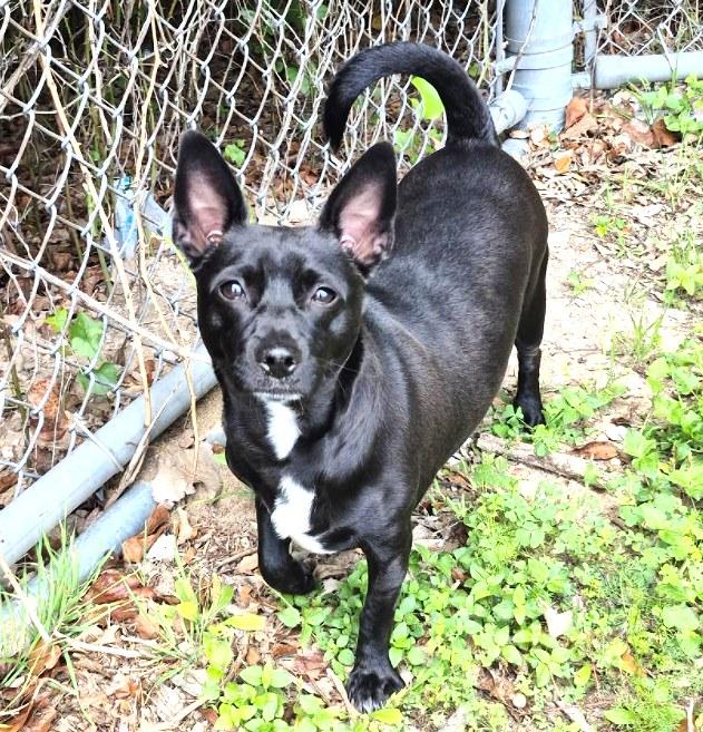 Enlarge Shakira, a ADOPTABLE mixed breed in Fort Collins, CO image 2/6