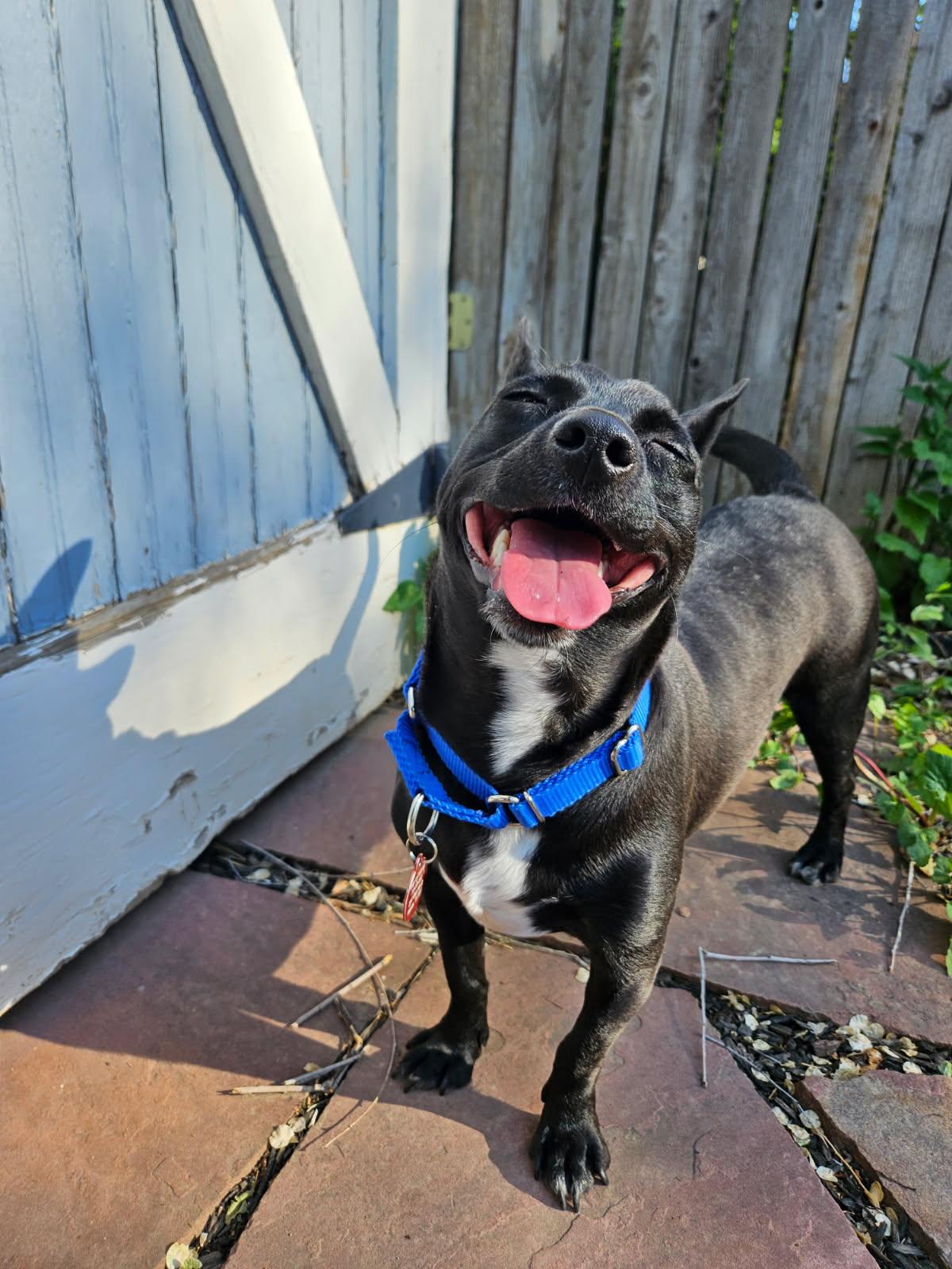 Enlarge Shakira, a ADOPTABLE mixed breed in Fort Collins, CO image 4/6