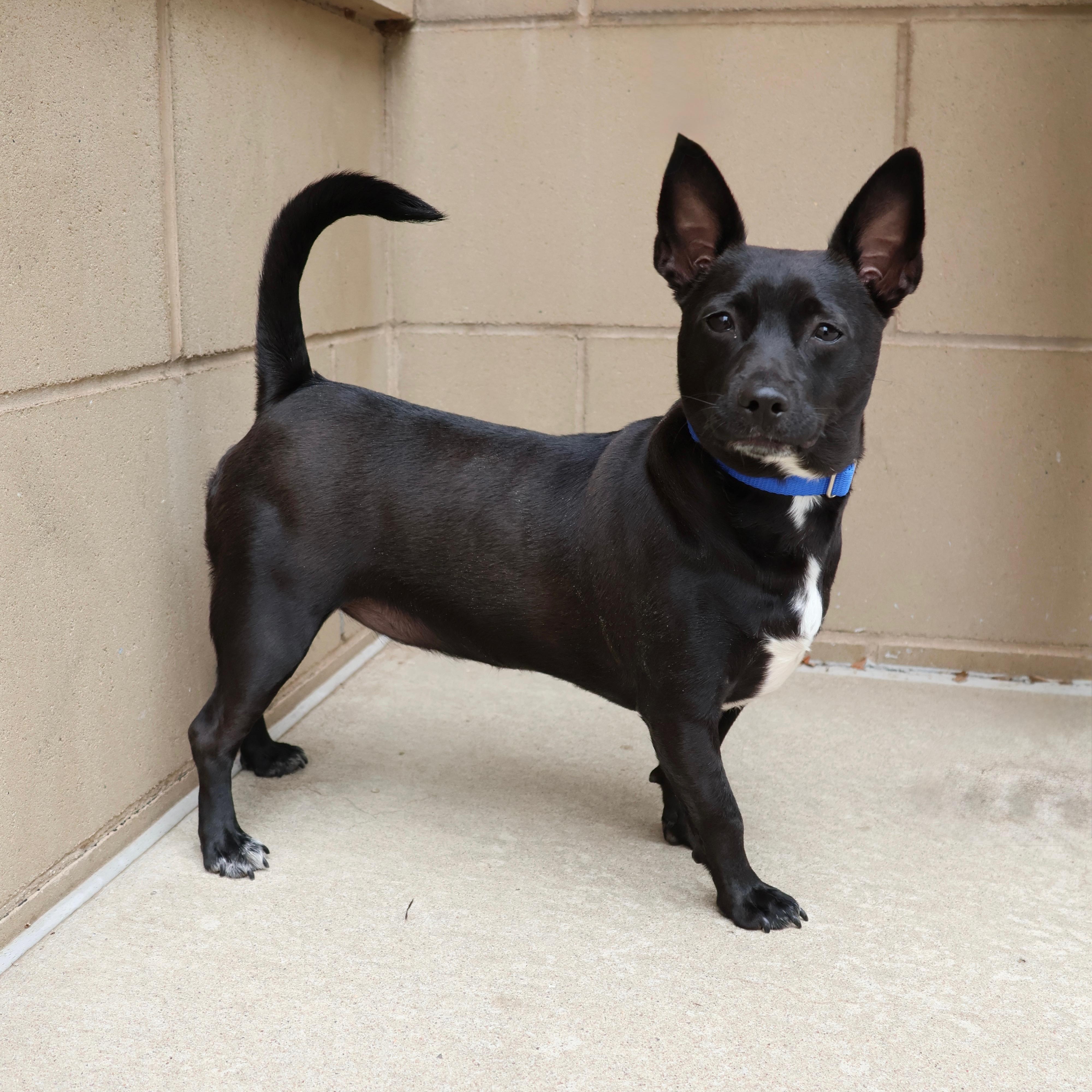 Shakira, ADOPTABLE, Adult Female Chihuahua & Rat Terrier.