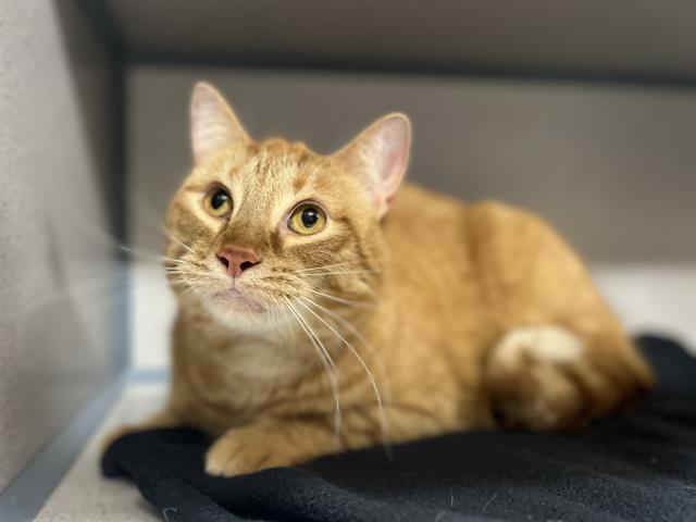 Enlarge ARLO, a Adoptable Domestic Short Hair in Aliquippa, PA image 1/1